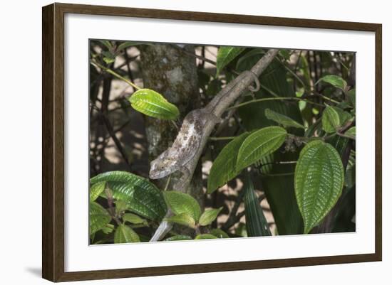 Elephant-Eared Chameleon (Short-Horned Chameleon) (Calumma Brevicornis) Female, Madagascar, Africa-G &-Framed Photographic Print