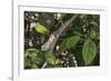 Elephant-Eared Chameleon (Short-Horned Chameleon) (Calumma Brevicornis) Female, Madagascar, Africa-G &-Framed Photographic Print