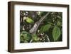 Elephant-Eared Chameleon (Short-Horned Chameleon) (Calumma Brevicornis) Female, Madagascar, Africa-G &-Framed Photographic Print