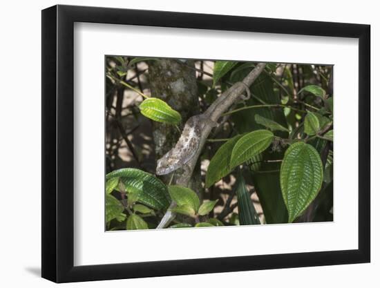 Elephant-Eared Chameleon (Short-Horned Chameleon) (Calumma Brevicornis) Female, Madagascar, Africa-G &-Framed Photographic Print