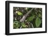 Elephant-Eared Chameleon (Short-Horned Chameleon) (Calumma Brevicornis) Female, Madagascar, Africa-G &-Framed Photographic Print