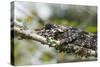 Elephant-Eared Chameleon (Short-Horned Chameleon) (Calumma Brevicornis), Madagascar, Africa-G &-Stretched Canvas