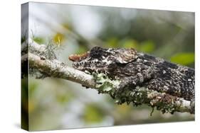 Elephant-Eared Chameleon (Short-Horned Chameleon) (Calumma Brevicornis), Madagascar, Africa-G &-Stretched Canvas