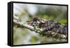 Elephant-Eared Chameleon (Short-Horned Chameleon) (Calumma Brevicornis), Madagascar, Africa-G &-Framed Stretched Canvas