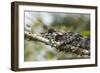 Elephant-Eared Chameleon (Short-Horned Chameleon) (Calumma Brevicornis), Madagascar, Africa-G &-Framed Photographic Print