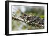 Elephant-Eared Chameleon (Short-Horned Chameleon) (Calumma Brevicornis), Madagascar, Africa-G &-Framed Photographic Print