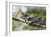 Elephant-Eared Chameleon (Short-Horned Chameleon) (Calumma Brevicornis), Madagascar, Africa-G &-Framed Photographic Print