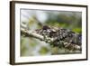 Elephant-Eared Chameleon (Short-Horned Chameleon) (Calumma Brevicornis), Madagascar, Africa-G &-Framed Photographic Print