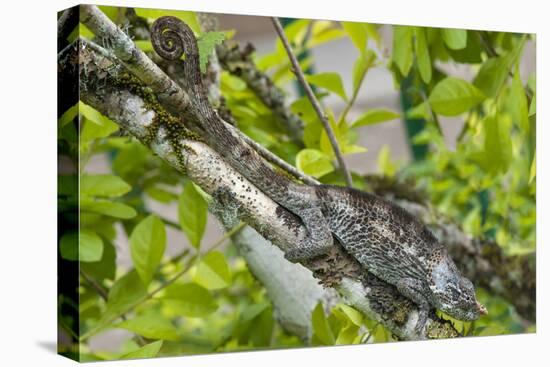 Elephant-Eared Chameleon (Short-Horned Chameleon) (Calumma Brevicornis), Madagascar, Africa-G &-Stretched Canvas