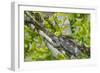 Elephant-Eared Chameleon (Short-Horned Chameleon) (Calumma Brevicornis), Madagascar, Africa-G &-Framed Photographic Print