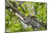 Elephant-Eared Chameleon (Short-Horned Chameleon) (Calumma Brevicornis), Madagascar, Africa-G &-Mounted Photographic Print