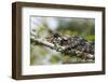 Elephant-Eared Chameleon (Short-Horned Chameleon) (Calumma Brevicornis), Madagascar, Africa-G &-Framed Photographic Print