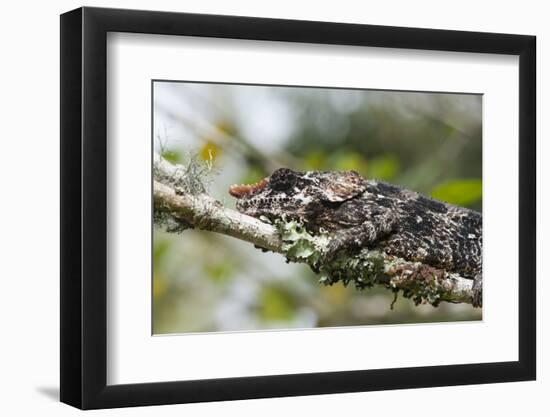 Elephant-Eared Chameleon (Short-Horned Chameleon) (Calumma Brevicornis), Madagascar, Africa-G &-Framed Photographic Print