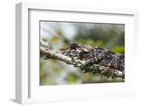 Elephant-Eared Chameleon (Short-Horned Chameleon) (Calumma Brevicornis), Madagascar, Africa-G &-Framed Photographic Print