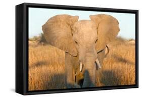 Elephant Ears-Howard Ruby-Framed Stretched Canvas