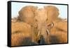 Elephant Ears-Howard Ruby-Framed Stretched Canvas