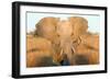 Elephant Ears-Howard Ruby-Framed Photographic Print