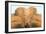 Elephant Ears-Howard Ruby-Framed Photographic Print