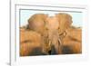Elephant Ears-Howard Ruby-Framed Photographic Print