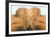 Elephant Ears-Howard Ruby-Framed Photographic Print