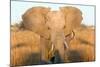 Elephant Ears-Howard Ruby-Mounted Photographic Print