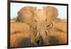 Elephant Ears-Howard Ruby-Framed Photographic Print