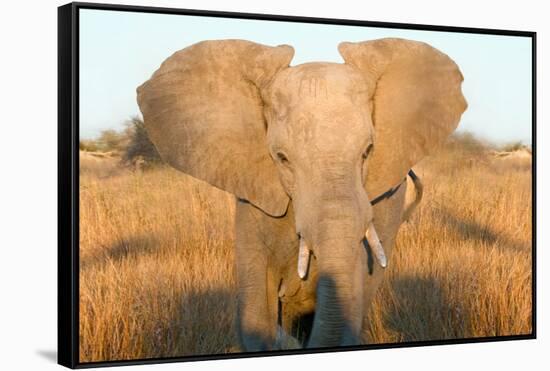 Elephant Ears-Howard Ruby-Framed Stretched Canvas