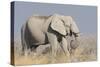 Elephant eats acacia bushes in Etosha National Park.-Brenda Tharp-Stretched Canvas