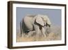 Elephant eats acacia bushes in Etosha National Park.-Brenda Tharp-Framed Photographic Print