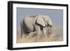 Elephant eats acacia bushes in Etosha National Park.-Brenda Tharp-Framed Photographic Print