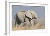 Elephant eats acacia bushes in Etosha National Park.-Brenda Tharp-Framed Photographic Print