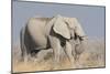 Elephant eats acacia bushes in Etosha National Park.-Brenda Tharp-Mounted Photographic Print