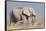 Elephant eats acacia bushes in Etosha National Park.-Brenda Tharp-Framed Stretched Canvas