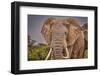 Elephant face, Amboseli National Park, Africa-John Wilson-Framed Photographic Print