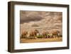 Elephant family, Amboseli National Park, Africa-John Wilson-Framed Photographic Print