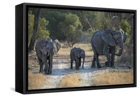 Elephant Family, Mother, Juvenile and Baby, Walking on Path-Sheila Haddad-Framed Stretched Canvas