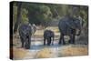 Elephant Family, Mother, Juvenile and Baby, Walking on Path-Sheila Haddad-Stretched Canvas