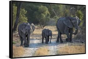 Elephant Family, Mother, Juvenile and Baby, Walking on Path-Sheila Haddad-Framed Stretched Canvas