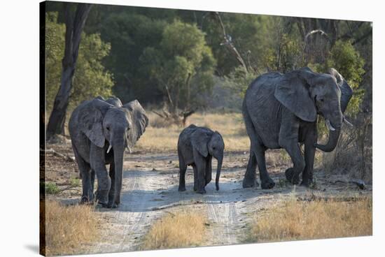 Elephant Family, Mother, Juvenile and Baby, Walking on Path-Sheila Haddad-Stretched Canvas
