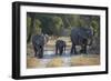 Elephant Family, Mother, Juvenile and Baby, Walking on Path-Sheila Haddad-Framed Photographic Print