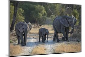 Elephant Family, Mother, Juvenile and Baby, Walking on Path-Sheila Haddad-Mounted Photographic Print