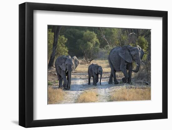 Elephant Family, Mother, Juvenile and Baby, Walking on Path-Sheila Haddad-Framed Photographic Print