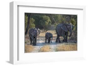 Elephant Family, Mother, Juvenile and Baby, Walking on Path-Sheila Haddad-Framed Photographic Print