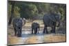 Elephant Family, Mother, Juvenile and Baby, Walking on Path-Sheila Haddad-Mounted Photographic Print