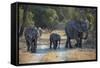Elephant Family, Mother, Juvenile and Baby, Walking on Path-Sheila Haddad-Framed Stretched Canvas