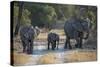 Elephant Family, Mother, Juvenile and Baby, Walking on Path-Sheila Haddad-Stretched Canvas