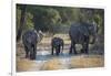 Elephant Family, Mother, Juvenile and Baby, Walking on Path-Sheila Haddad-Framed Photographic Print