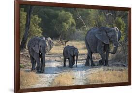 Elephant Family, Mother, Juvenile and Baby, Walking on Path-Sheila Haddad-Framed Photographic Print