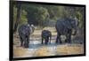 Elephant Family, Mother, Juvenile and Baby, Walking on Path-Sheila Haddad-Framed Photographic Print