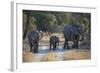 Elephant Family, Mother, Juvenile and Baby, Walking on Path-Sheila Haddad-Framed Photographic Print